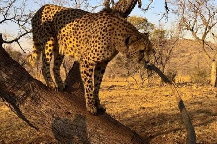 Cheetah at Safari lion park